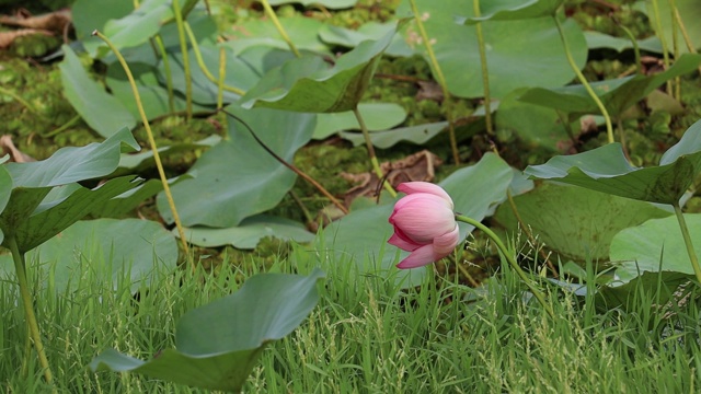 池塘里美丽的粉红色睡莲或荷花视频素材