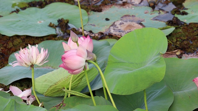 池塘里美丽的粉红色睡莲或荷花视频素材