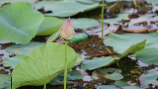 池塘里美丽的粉红色睡莲或荷花视频素材