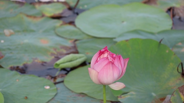 池塘里美丽的粉红色睡莲或荷花视频素材