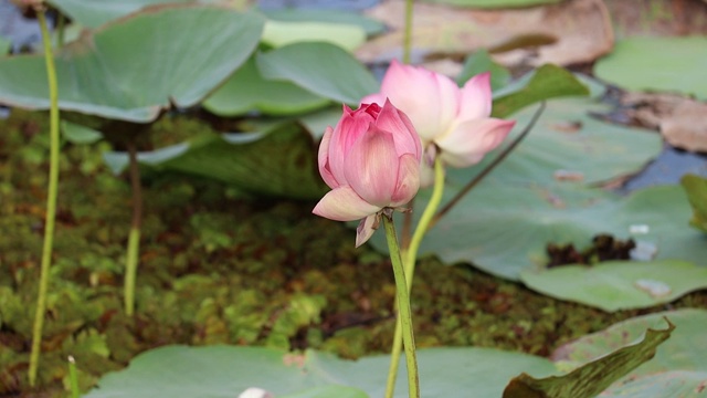 池塘里美丽的粉红色睡莲或荷花视频素材