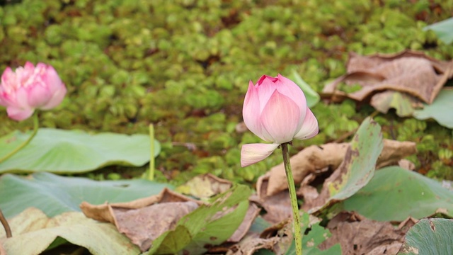 池塘里美丽的粉红色睡莲或荷花视频素材