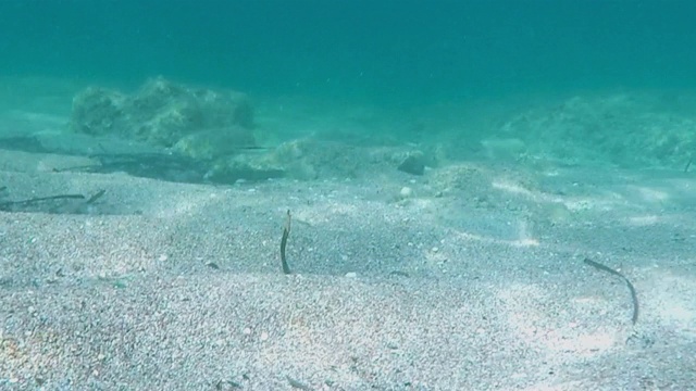 在海底潜水视频素材