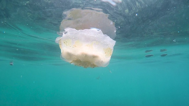 水母漂浮在海面上视频素材