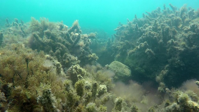 潜水员在浅海中追逐鱼视频素材