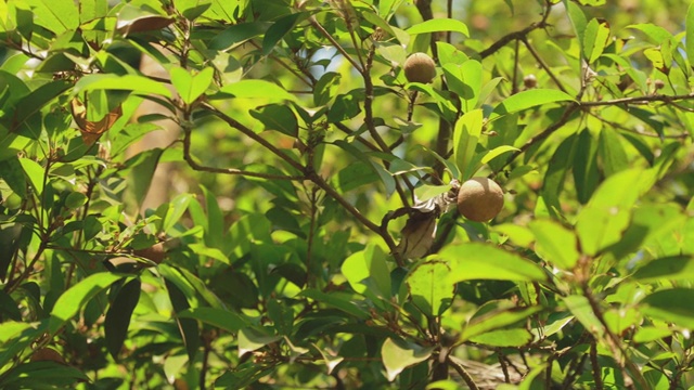 印度果阿。年轻的果实Manilkara Zapota生长在树种植园。有机农业热带水果。Sapodilla, Sapota, Chikoo, Naseberry，或Nispero视频素材