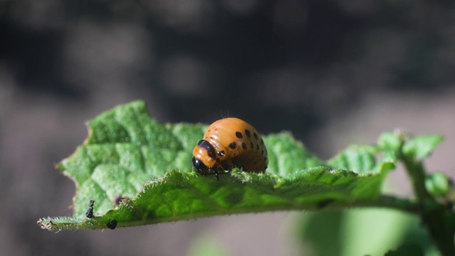 科罗拉多州马铃薯甲虫幼虫吃马铃薯叶子，破坏农业视频素材