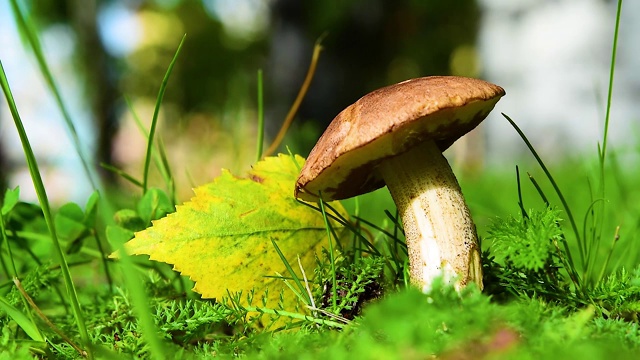 可食蘑菇podberezovik, obabok, Leccinum，被太阳照亮，在绿色的草和黄色的叶子视频下载