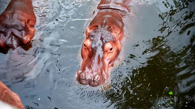 河马正在潜水和游泳视频下载