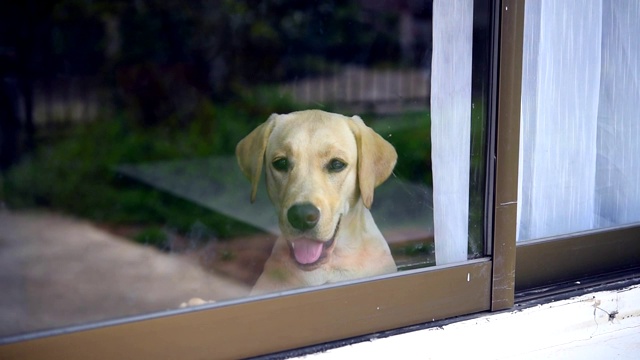 拉布拉多犬在一个有玻璃窗的房间里吠叫视频下载