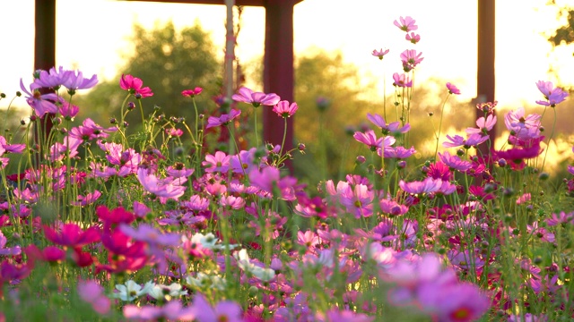 统治者花园里的宇宙花视频素材