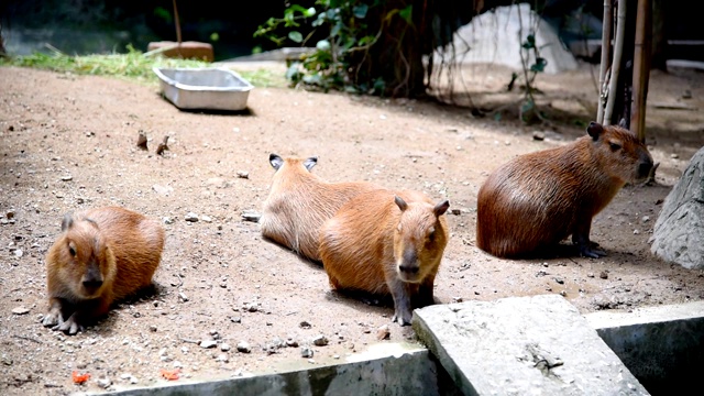 世界上体型最大的啮齿动物Capybara或Carpincho是非洲的一种啮齿动物。舒服的休息视频下载