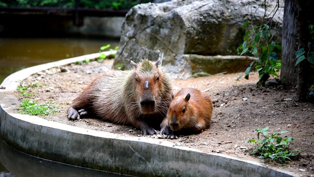 世界上体型最大的啮齿动物Capybara或Carpincho是非洲的一种啮齿动物。舒服的休息视频下载