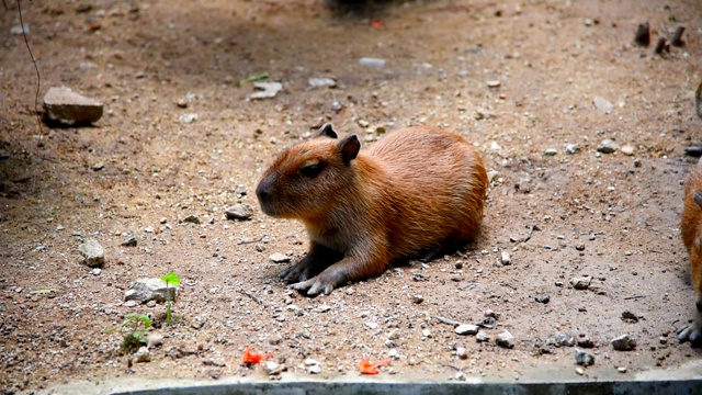 世界上体型最大的啮齿动物Capybara或Carpincho是非洲的一种啮齿动物。舒服的休息视频下载