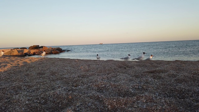 海滩上的日落。大海背景下的海鸥。视频素材