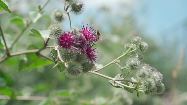 蜜蜂在夏天给开花植物授粉。视频素材