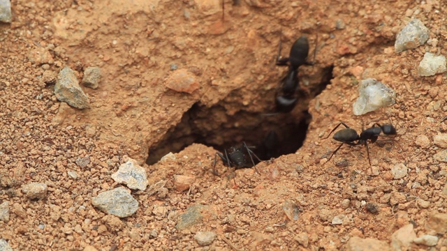 日本木蚁(Camponotus japonicus)隧道视频素材