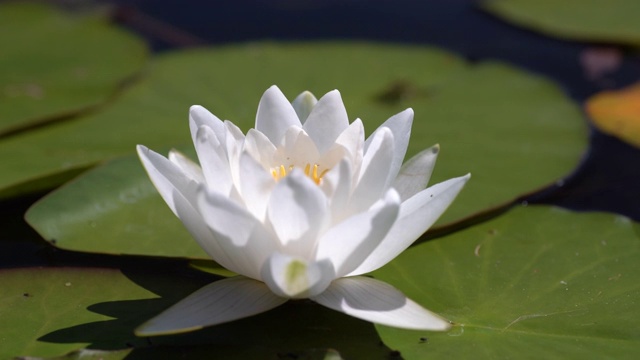 绿叶和白莲花在波浪中荡漾。湖面、池塘、水面上波澜起伏。太阳光反射在水中。视频素材