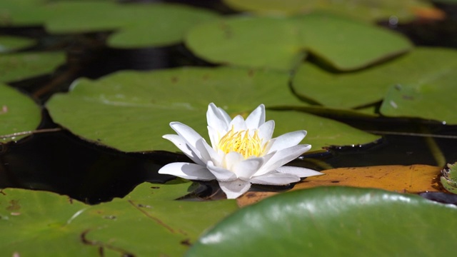 绿叶和白莲花在波浪中荡漾。湖面、池塘、水面上波澜起伏。太阳光反射在水中。视频素材