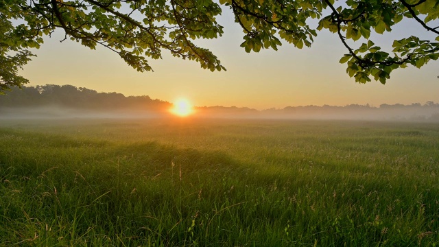 夏日草地上的日出，Mönchbruch, Mörfelden-Walldorf，德国黑塞视频素材