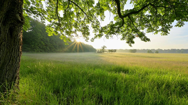 栗树和草地与日出在夏天，Mönchbruch, Mörfelden-Walldorf，黑塞，德国视频素材