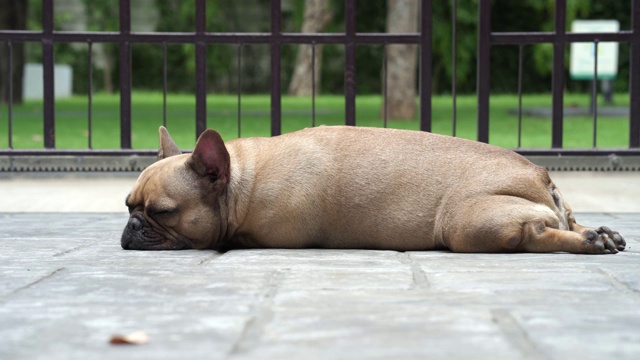 昏昏欲睡的法国斗牛犬躺在户外。视频素材