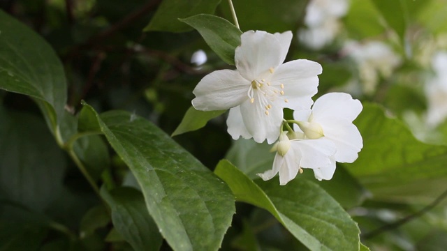 茉莉花视频素材