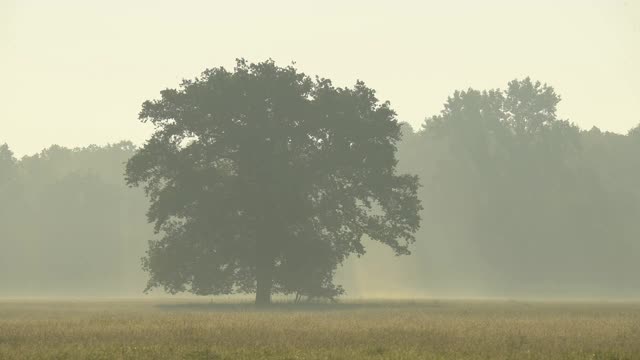 夏季草地上的橡树，Mönchbruch, Mörfelden-Walldorf，德国黑塞视频素材