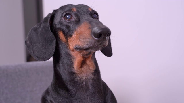 这是一只可爱美丽的腊肠犬的肖像，它抬头看着主人，汪汪叫着，想引起主人的注意。视频素材