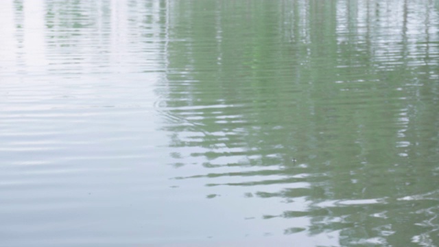 雨后的涟漪，雨后的水潭视频素材