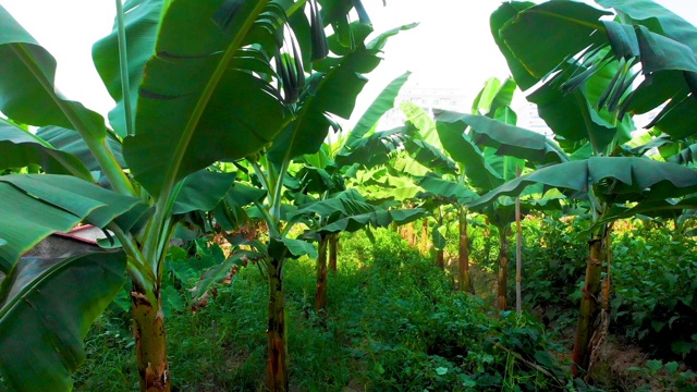 香蕉种植园，微风轻轻吹动视频素材