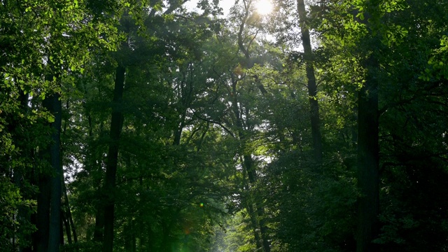 夏天早晨的森林小路，Mönchbruch, Mörfelden-Walldorf，德国黑塞视频素材