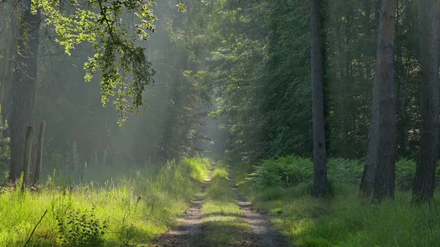 夏天早晨的森林小路，Mönchbruch, Mörfelden-Walldorf，德国黑塞视频素材