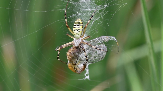 黄蜂蜘蛛(Argiope bruennichi)捕捉蜻蜓视频素材