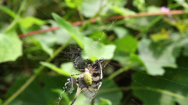 黄蜂蜘蛛(Argiope bruennichi)捕捉龙燕尾(Sericinus montela)视频素材