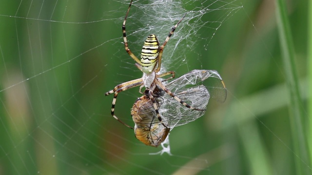 黄蜂蜘蛛(Argiope bruennichi)捕捉蜻蜓视频素材