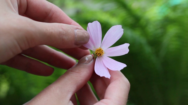 花瓣分离视频下载