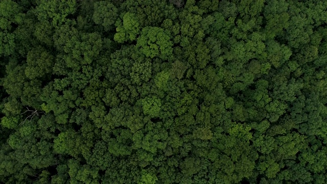 夏天树顶的鸟瞰图视频下载