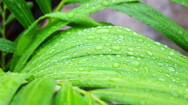 绿叶因淋雨而湿了视频素材