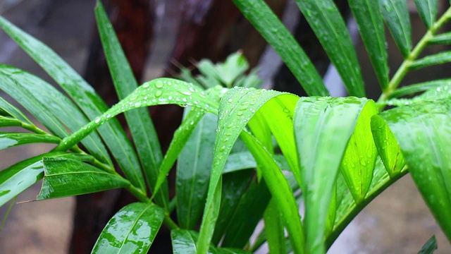 绿叶因淋雨而湿了视频素材