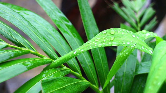 绿叶因淋雨而湿了视频素材