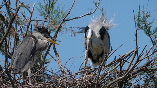 苍鹭，Ardea cinerea, Camargue，法国高桥的鸟类公园视频素材