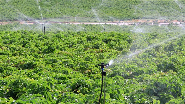 自动草坪洒水器，浇灌大面积绿色农田。视频素材