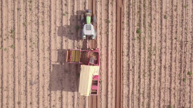 用拖拉机在大田中收割土豆。视频素材