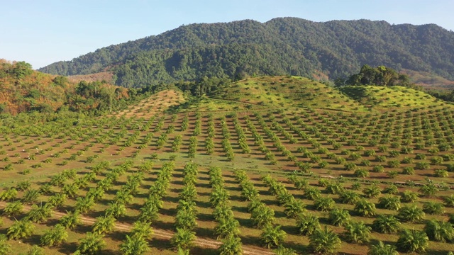 热带雨林边缘的棕榈油种植园视频素材