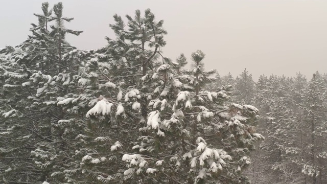 针叶树顶下的雪4K无人机视频视频素材