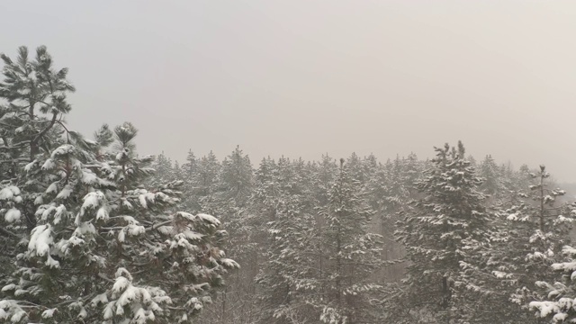 在积雪的针叶林中攀登4K航拍视频视频素材