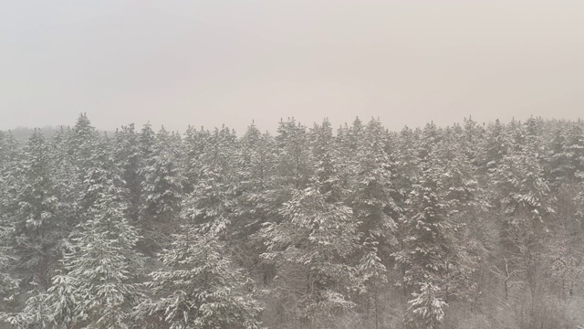 森林里的雪和雾是4K无人机拍摄的视频素材