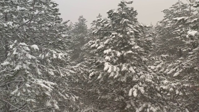 有雾的冬天早晨1月4K航拍视频视频素材