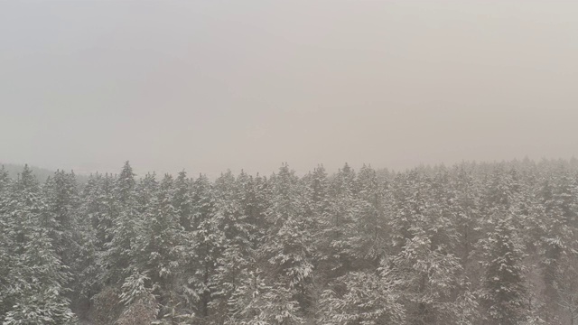 缓慢飞行在积雪的树林上的4K无人机视频视频素材